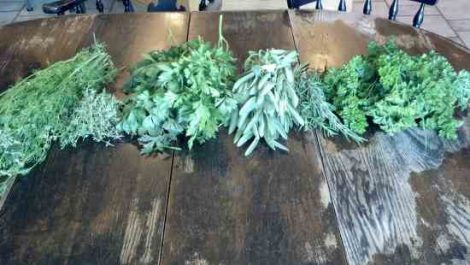 Storing Dried Herbs Image